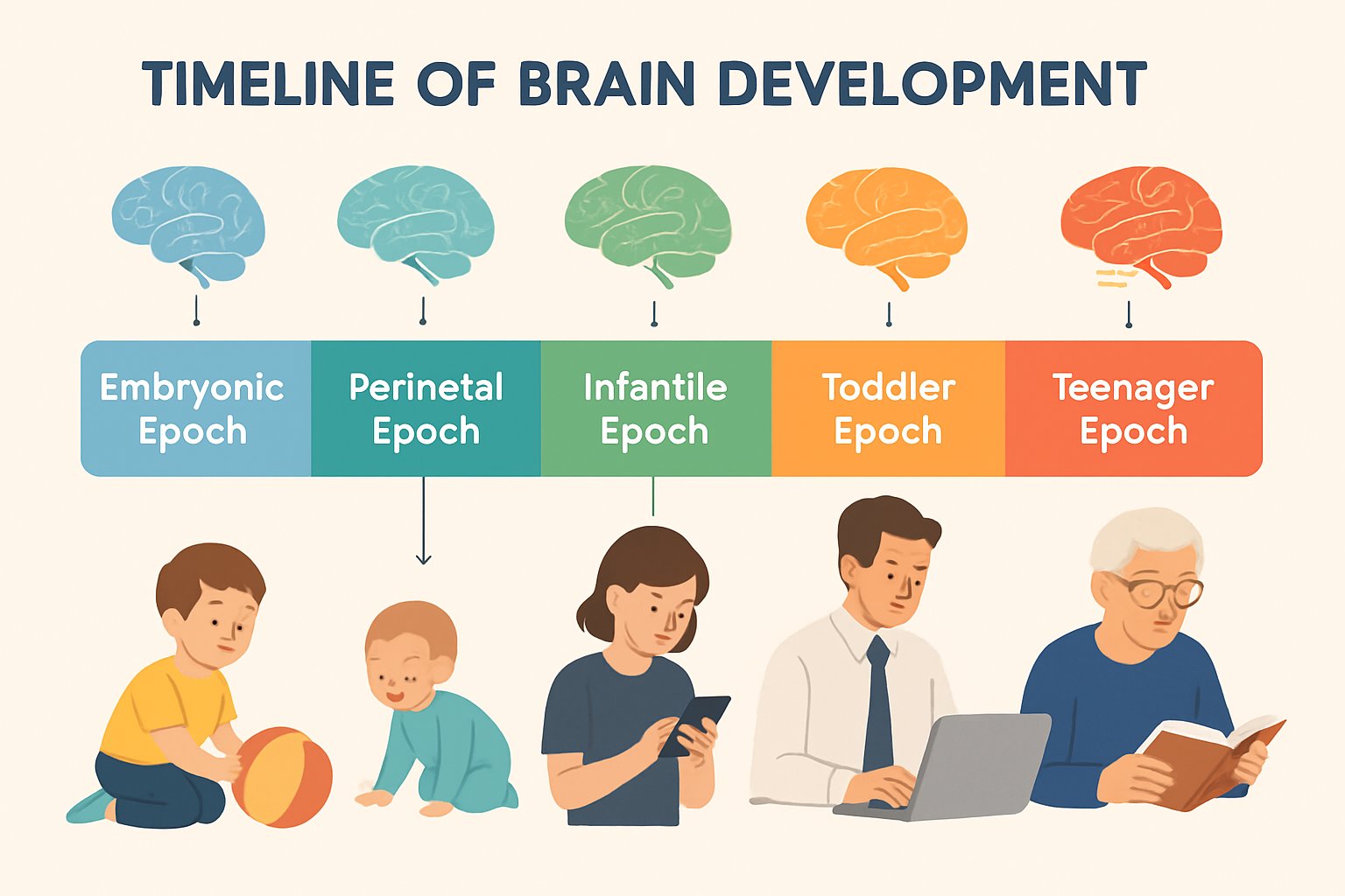 Neuroscience brain development timeline infographic showing epoch stages.