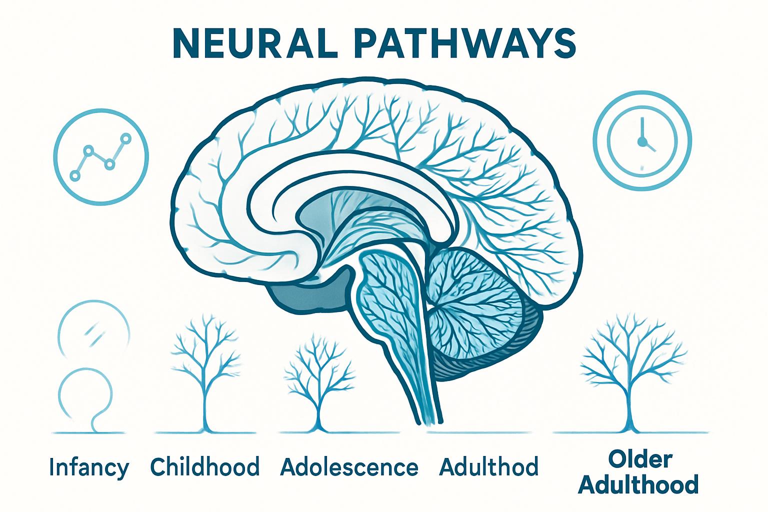 Infographic showing lifespan brain wiring changes for Neuroscience