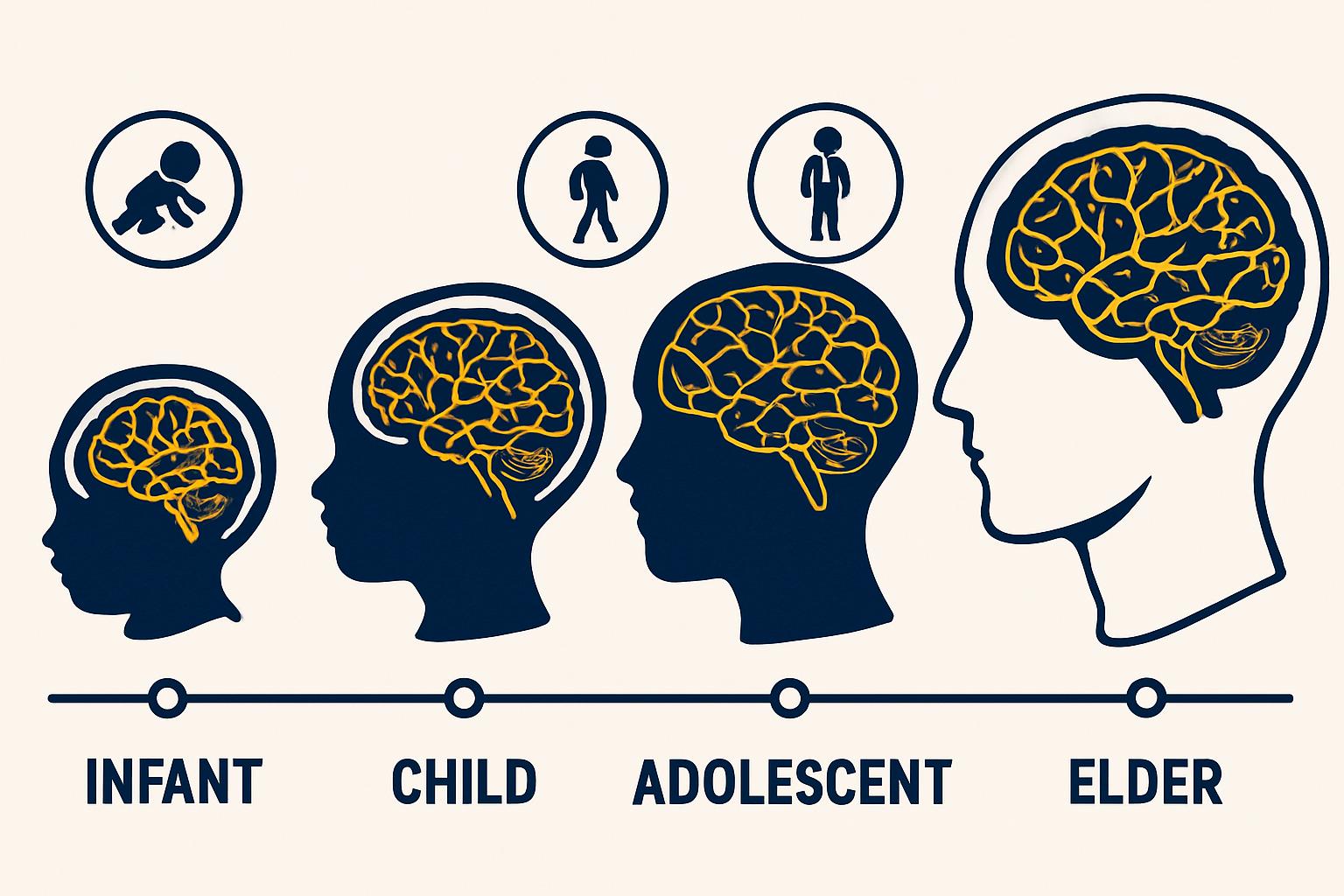 Neuroscience timeline of brain development through five life epochs in infographic style.